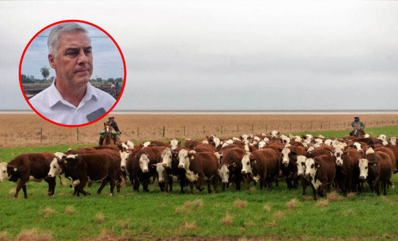 Terneros propios, engorde local: la estrategia para retener el valor cárnico