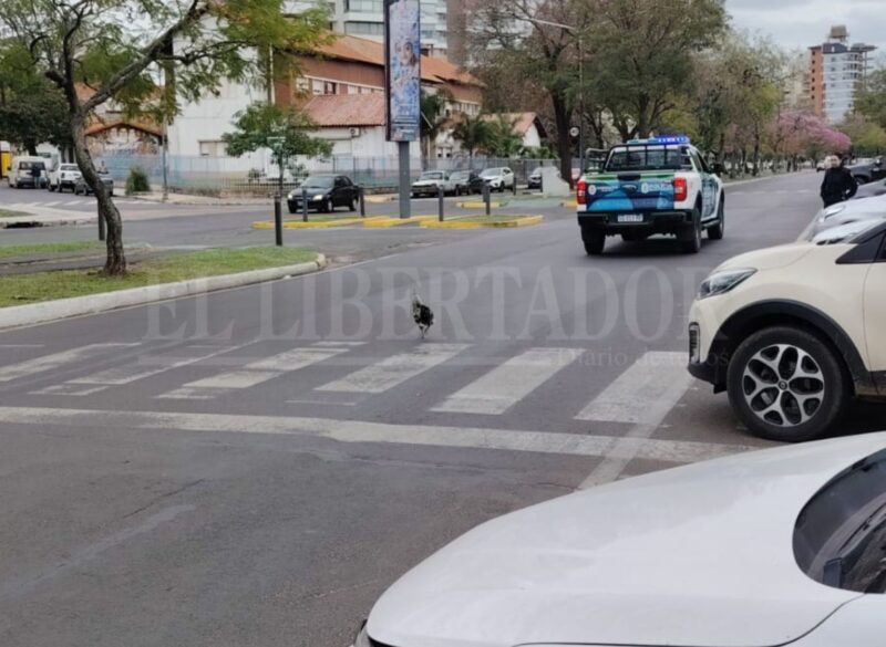 Un gallo suelto por la Costanera revolucionó la siesta correntina