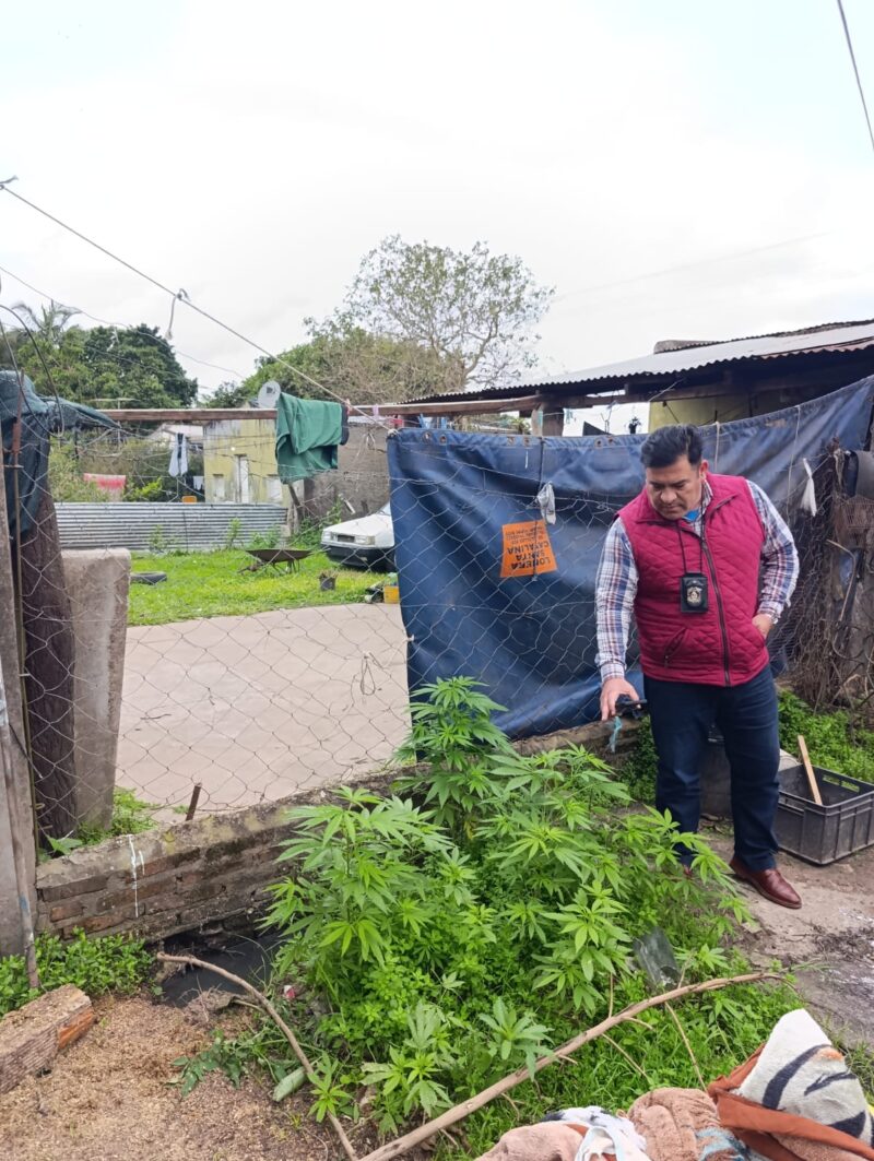 Allanaron una vivienda y secuestraron 32 plantas de marihuana