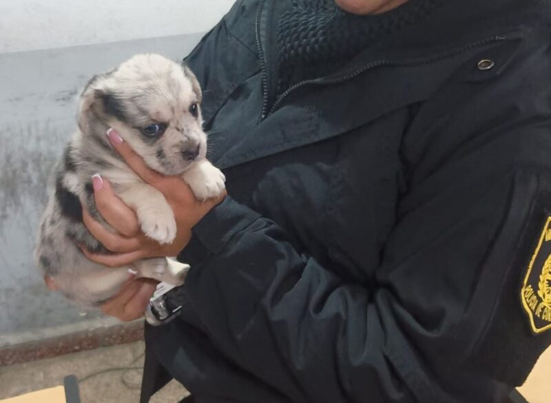 Corrientes: se robó a un cachorro de una casa y lo alcanzaron en la huida