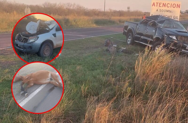 Ruta 123: caballo suelto provocó doble choque en cercanías del predio del Gaucho Gil
