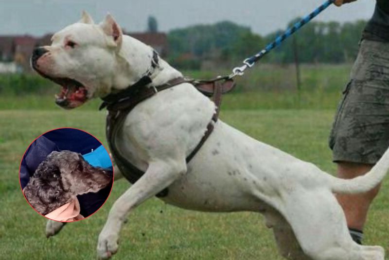 Un dogo argentino hirió a un hombre y a su mascota en la Costanera: el dueño se dió a la fuga