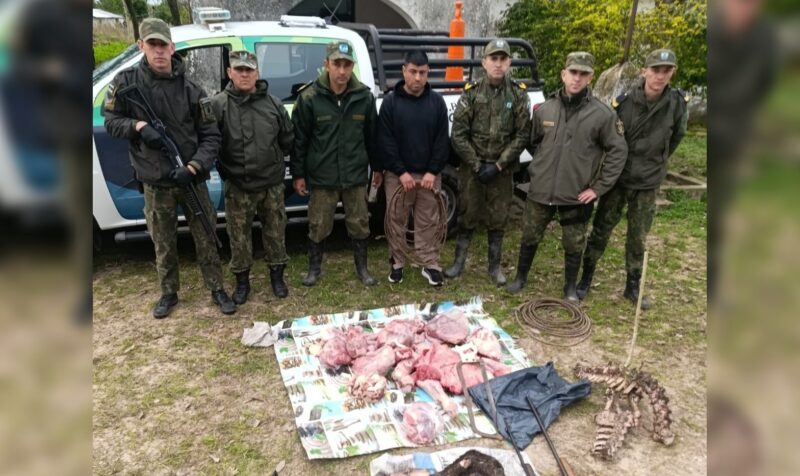 Abigeato: encontraron un freezer repleto de carne vacuna debajo de una cama