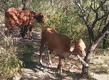 En Rincón de Vences, el abigeato pone en jaque a la ganadería