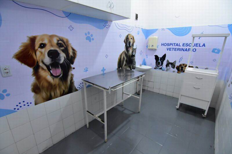 Banco de Sangre Animal: clave para ayudar a salvar vidas de mascotas