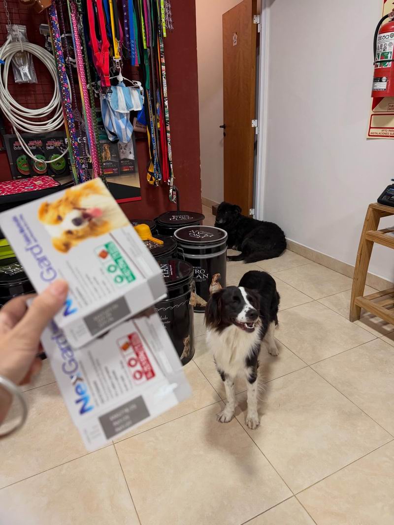 Mascotas: cuánto dinero destinan hoy los correntinos a su cuidado