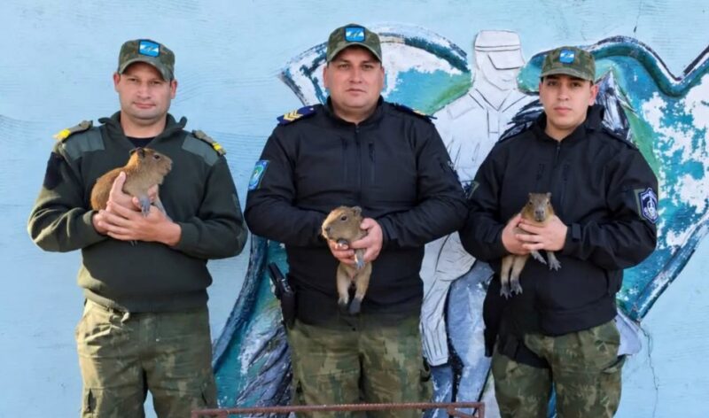 La Policía Rural rescató a tres carpinchos bebés que eran vendidos por WhatsApp