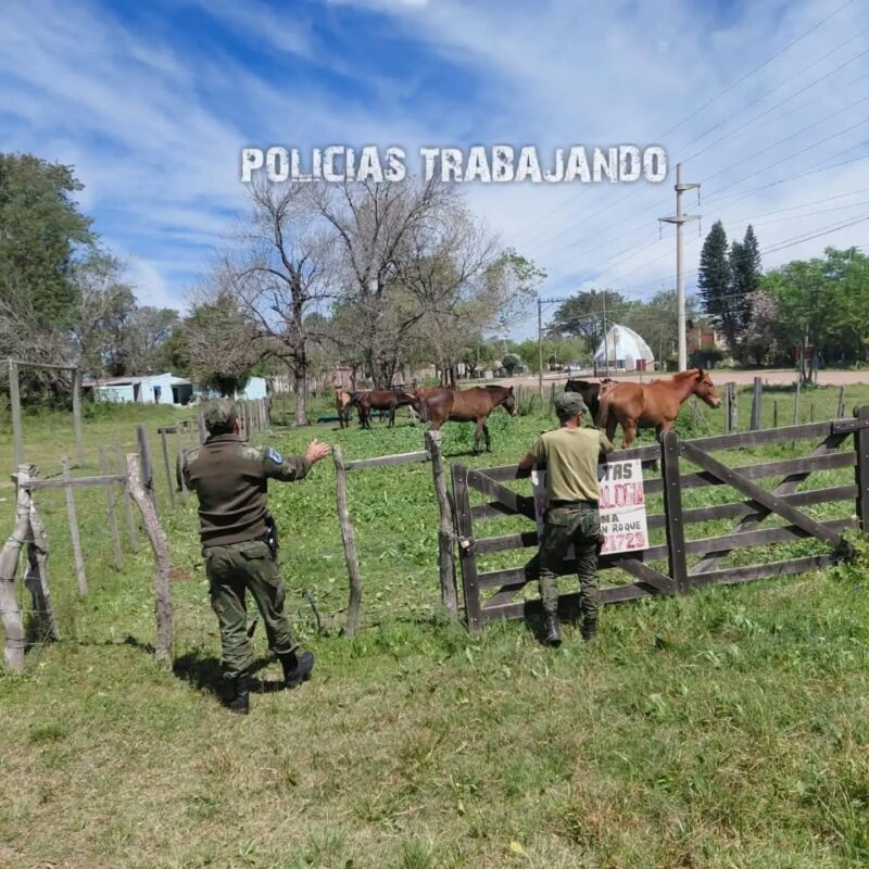 San Roque: 13 caballos sueltos fueron arreados por la Policía Rural para evitar siniestros viales