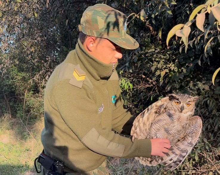 Rescataron a un ñacurutú desorientado que fue a parar a una vivienda de Esquina