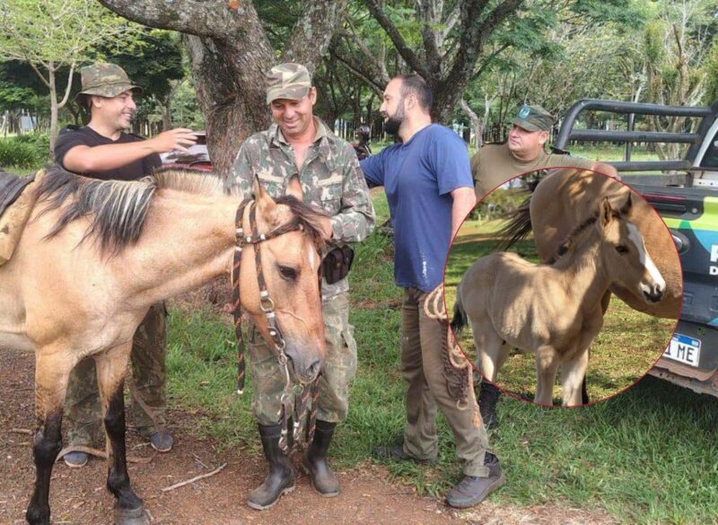 De cargar el delito a dar vida: el caso de la yegua rescatada del abigeato en Santo Tomé