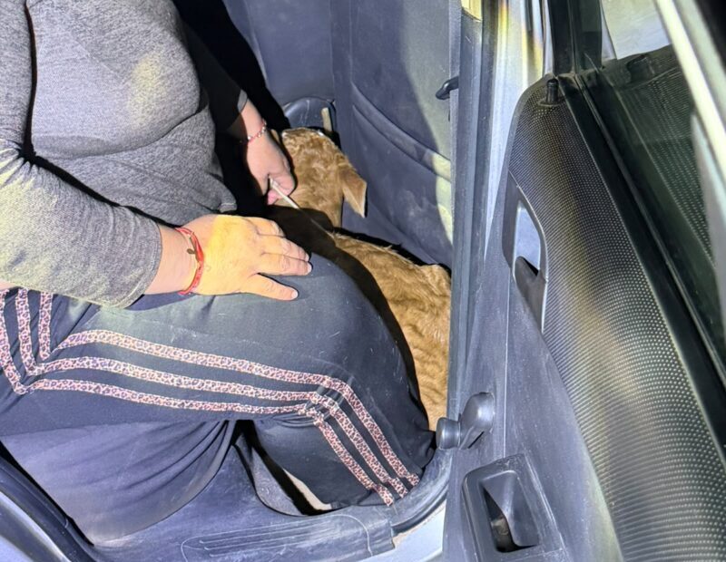 Goya: intentó ocultar un ternero bajo uno de los asientos de su auto y lo descubrieron