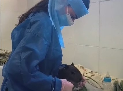Así se recuperan los carpinchos bebés rescatados de una red de venta ilegal por WhatsApp