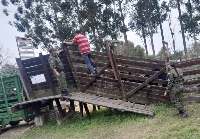 Curuzú Cuatiá: llevaba 22 terneros sin ningún documento y la Policía se los incautó