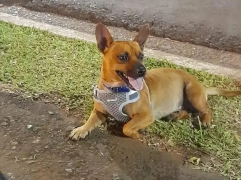 Fallo ejemplar: condenaron a un médico por matar a balazos al perro de un vecino