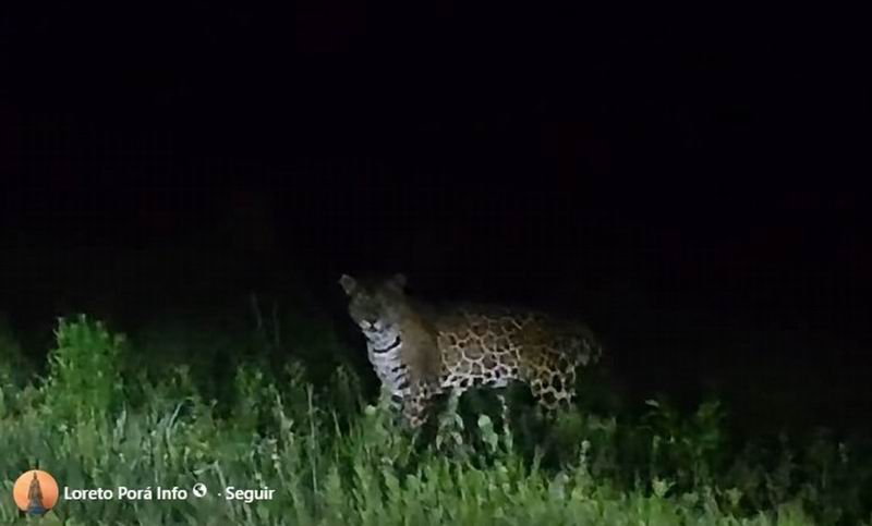 Ará Sunú y Kuarahy Catalino: los yaguaretés que recorren Loreto
