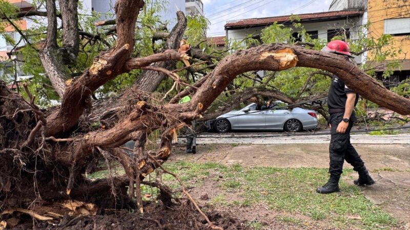 Un enorme árbol cayó sobre un auto frente al Cambá Cuá