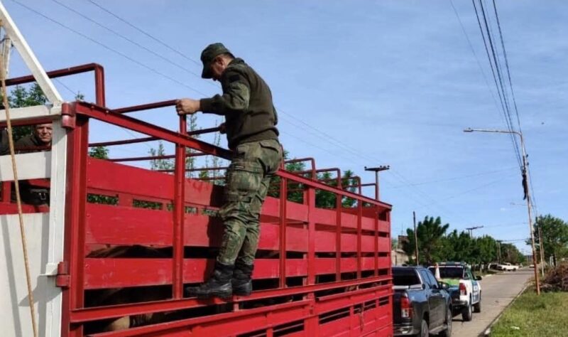 Multan con $4 millones al responsable de trasladar 20 vacunos sin los papeles exigidos