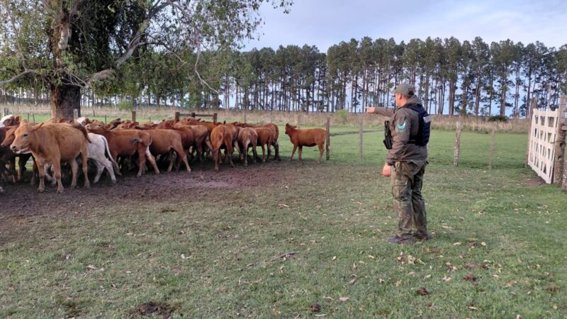 La Cruz: se le perdieron 41 vaquillas y la Policía las encontró a 20 kilómetros de su campo