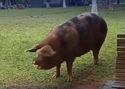 Insólita postal en Paso de los Libres: un cerdo sorprendió a todos en la plaza central