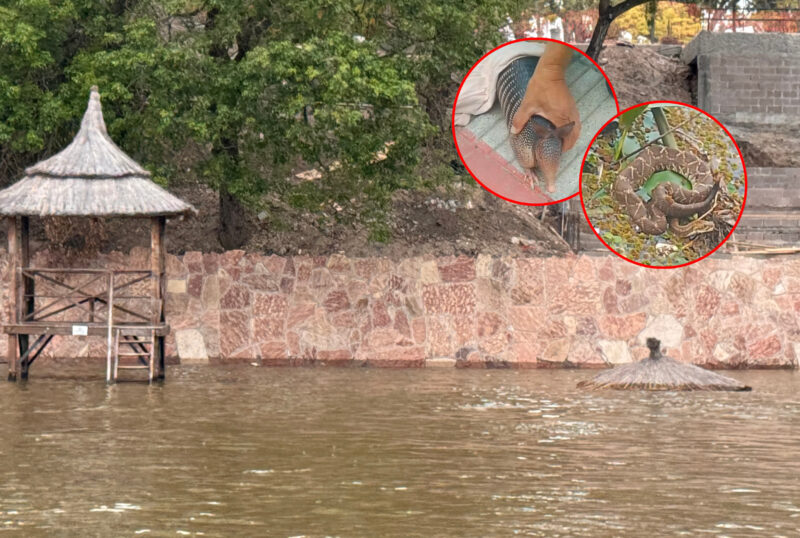 La crecida del río empuja a la fauna silvestre a las costas de la ciudad