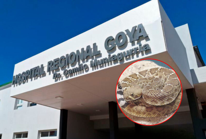 Un adolescente de 15 años fue mordido por una víbora cascabel y está en terapia intensiva