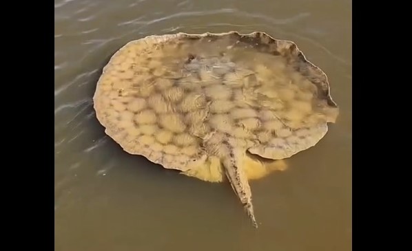 Una enorme raya de agua dulce sorprendió en Esquina