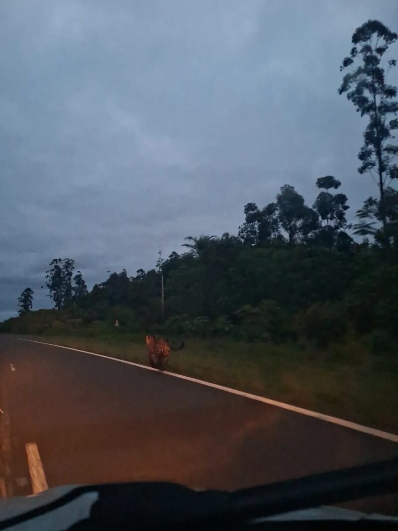 Avistaron a un yaguareté corriendo en libertad a la vera de la Ruta 118